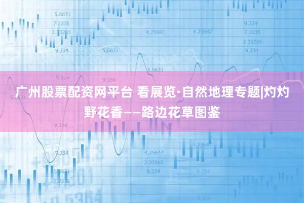 广州股票配资网平台 看展览·自然地理专题|灼灼野花香——路边花草图鉴